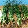 Fresh Paragis whole plants ( 25 strips) - Luzon Area Only