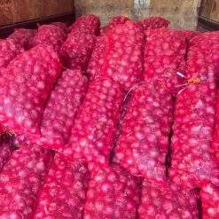 Red and white ONION